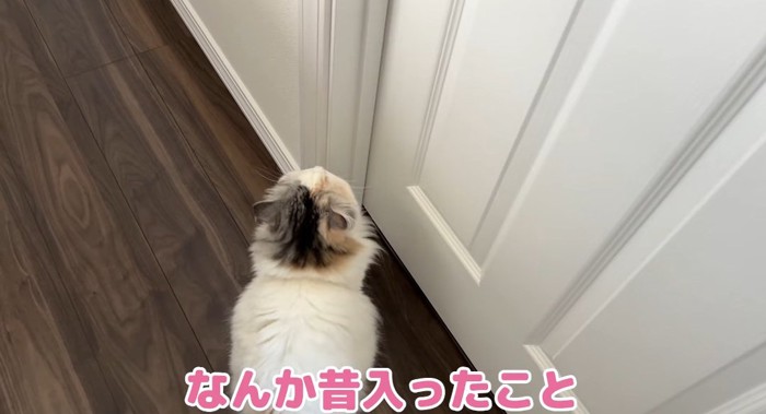 ドアの前の猫