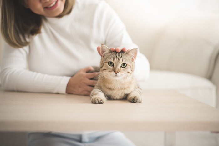 くつろぐ猫