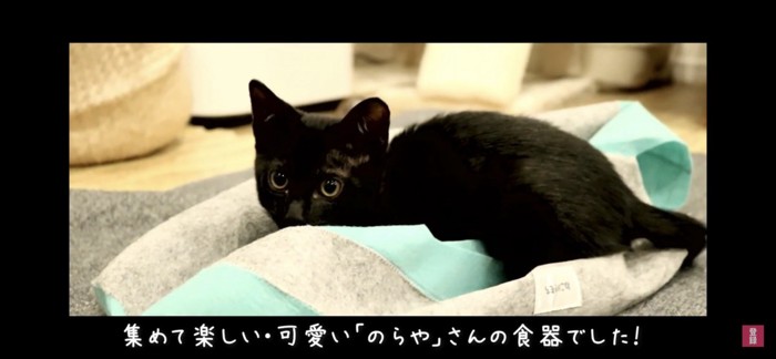 黒猫