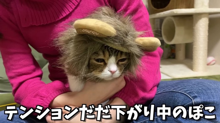 コスプレをして抱っこされている猫