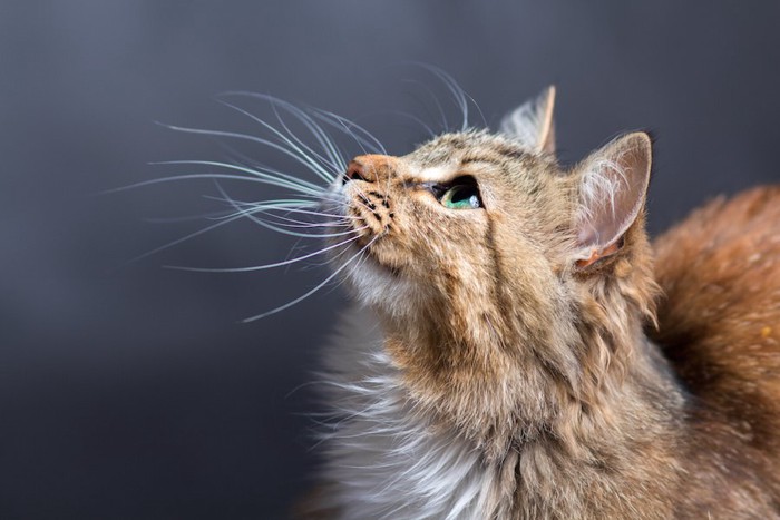 上を見上げるイメージ通りの猫の横顔アップ