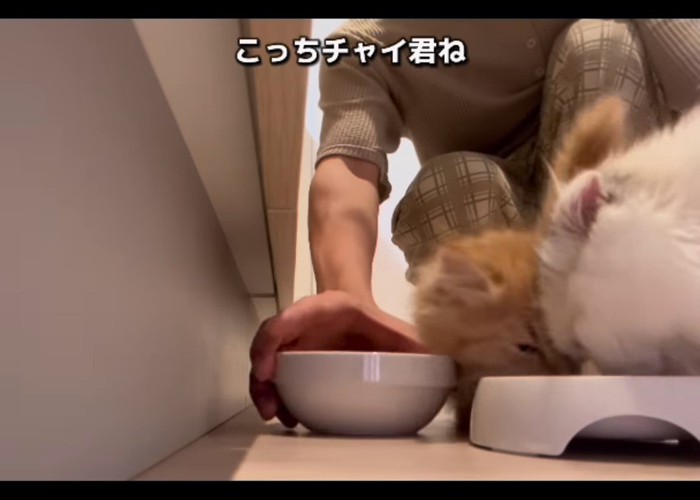 ひとつのお皿で食べる2匹の猫