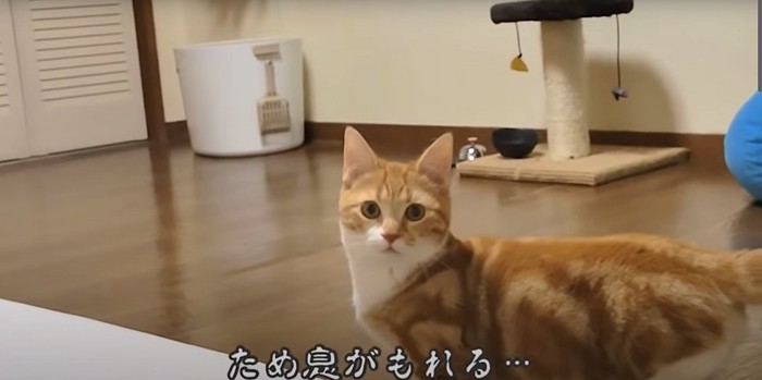 瞳孔を丸めてカメラを見つめる子猫