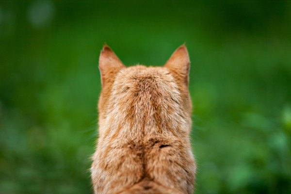 猫の後頭部