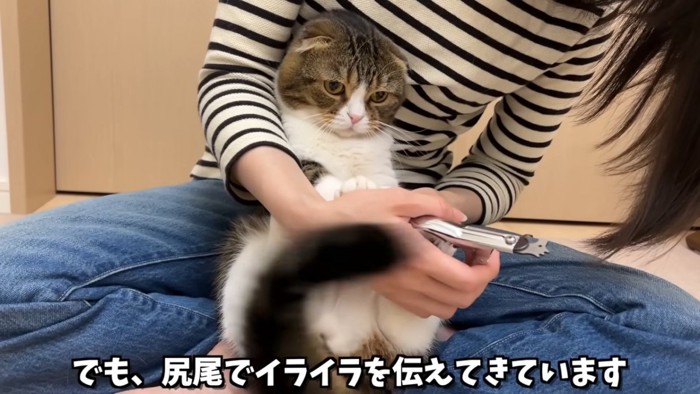 しっぽを振る猫