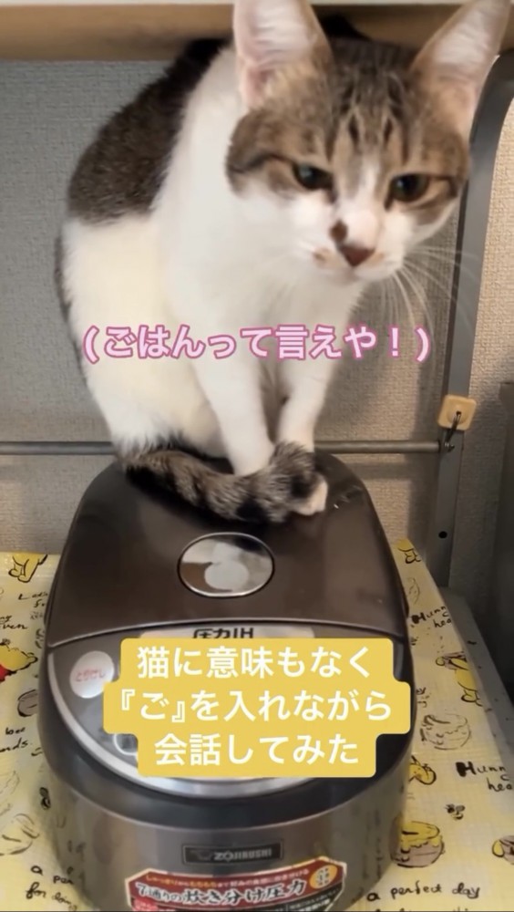 不機嫌な猫