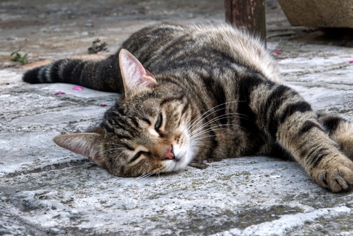 石の上で寝る猫