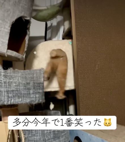 もがいて暴れる猫