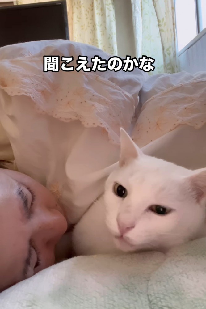 顔をあげる猫