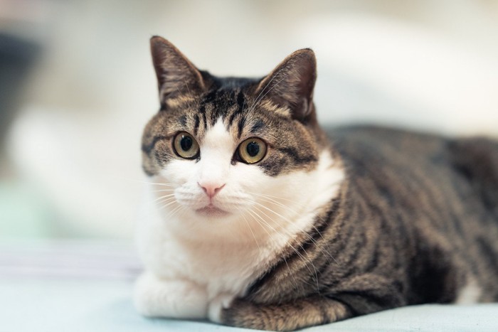 キジシロのねこ