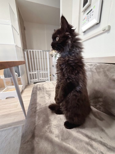 後ろ足で立つ猫