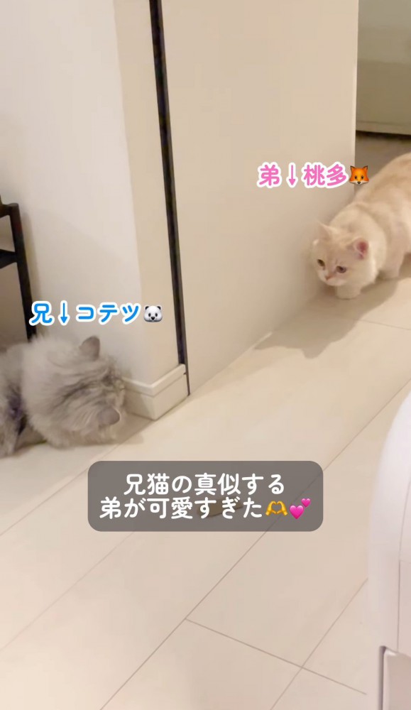 横になっている猫と歩いてくる猫