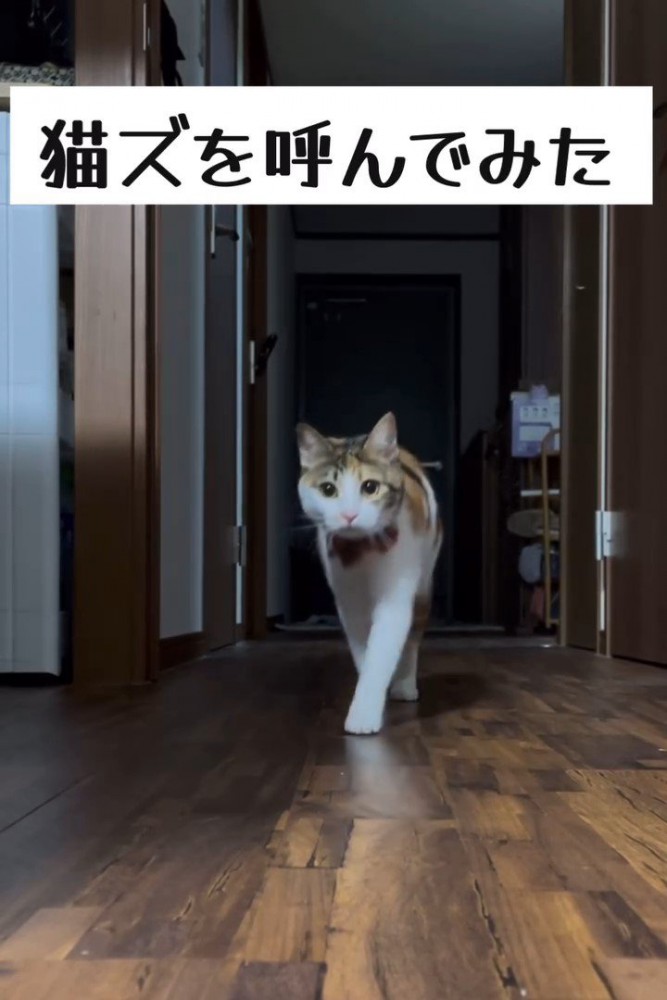 歩いてきた三毛猫