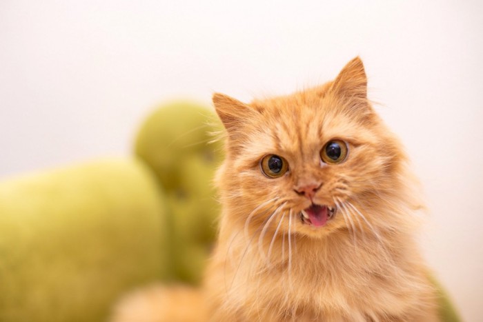 口を開ける茶色の猫