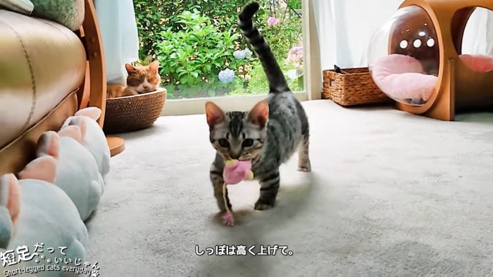 しっぽをあげてカメラに向かって歩く猫