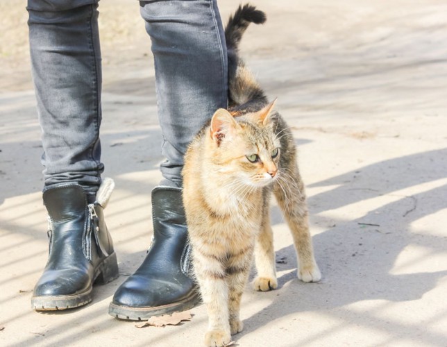 足元にすり寄る猫