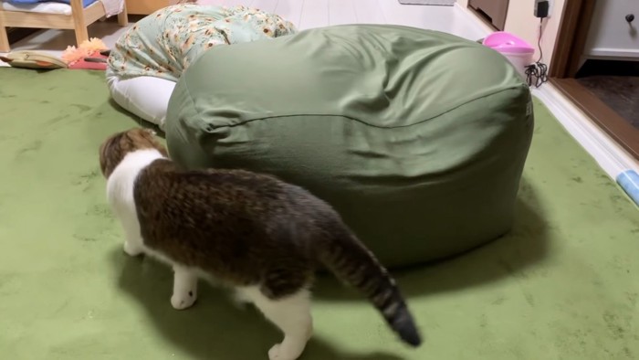 クッションの横を歩いて行く猫