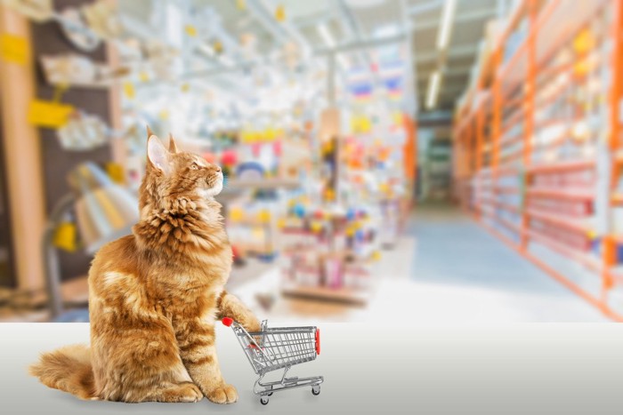 店内でショッピングカートに手をかける猫