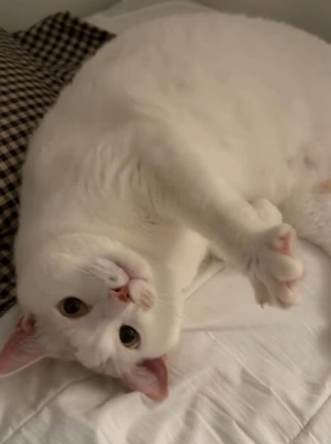 寝転がった体勢で飼い主を見つめる猫