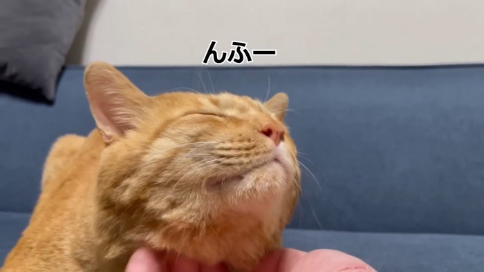 目を細める猫