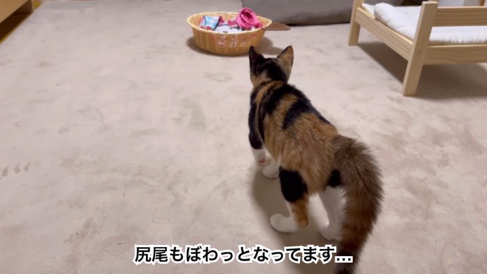 やんのかステップをするおこげちゃん