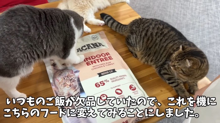 猫のご飯