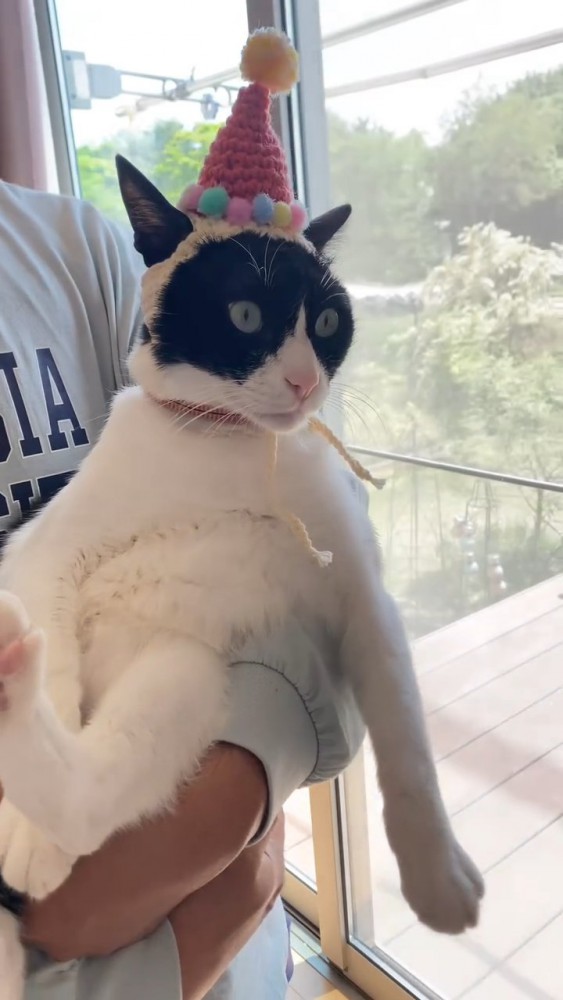 帽子を被った猫