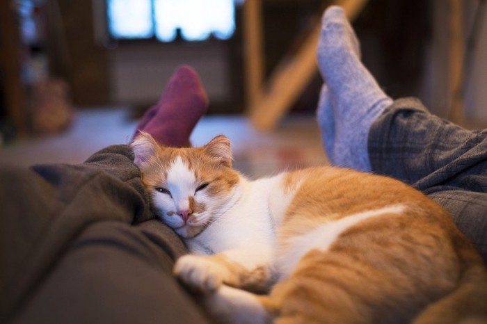 飼い主の足元の上の猫