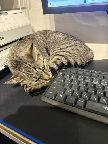 キーボード横に丸くなる猫