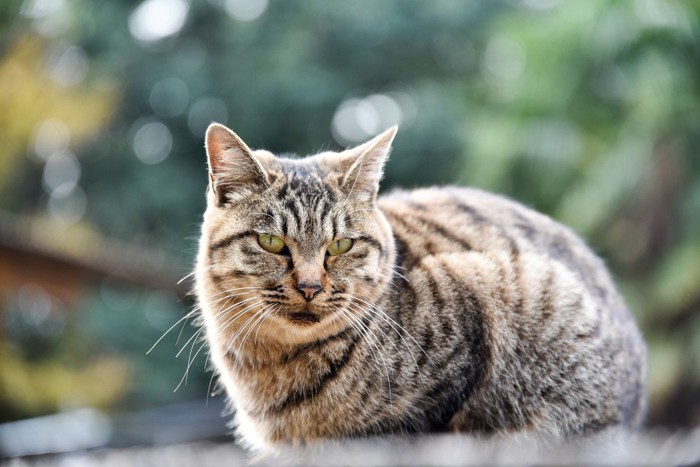 香箱座りをする猫