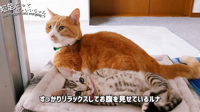 茶白の猫とお腹を見せて寝る子猫