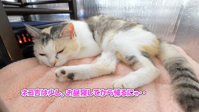 お昼寝してから帰るにゃ…