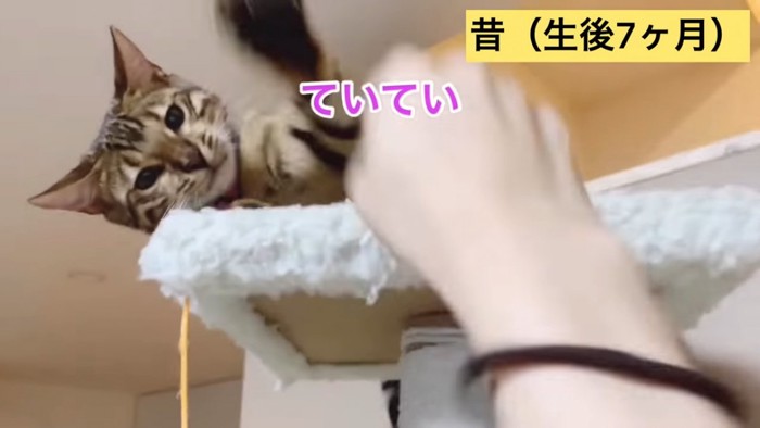 7ヵ月生後の猫