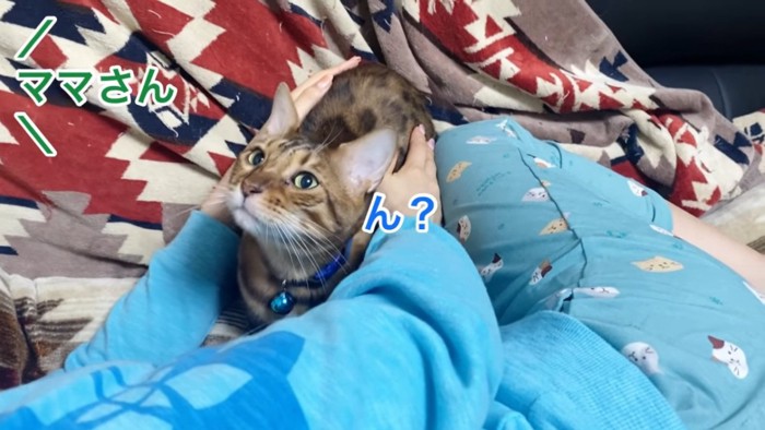 上を見る猫