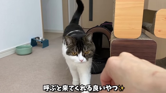 歩いてくる猫