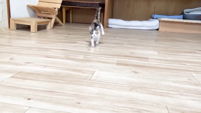 跳ねるように走る子猫
