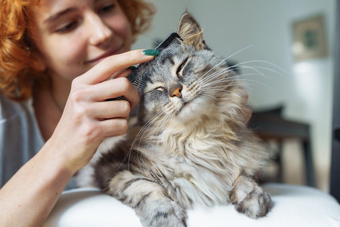 猫をブラッシングする女性