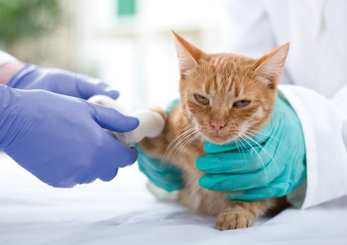 獣医さんと茶トラの子猫