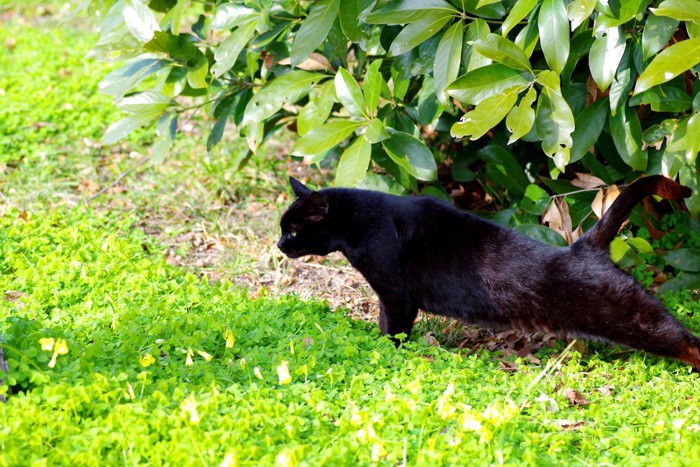 伸びをする黒猫