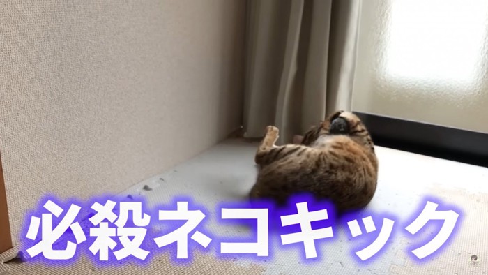 必殺猫キック！