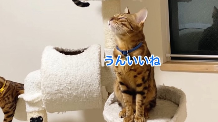 座って目を閉じる猫