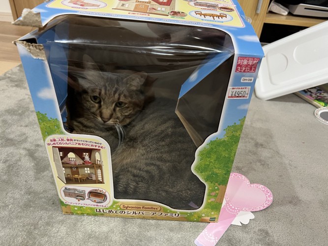 おもちゃの箱の小窓から覗く猫の姿
