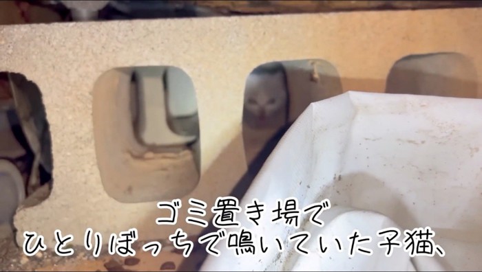 物陰からカメラを見つめる猫