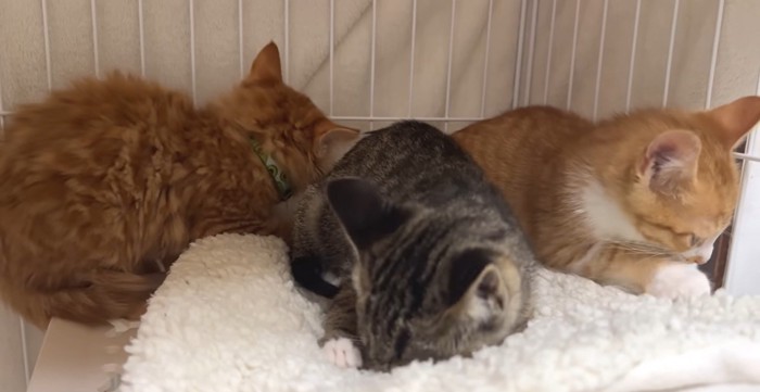 ケージの中にいる3匹の子猫