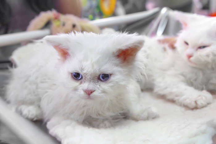 子猫のセルカークレックス