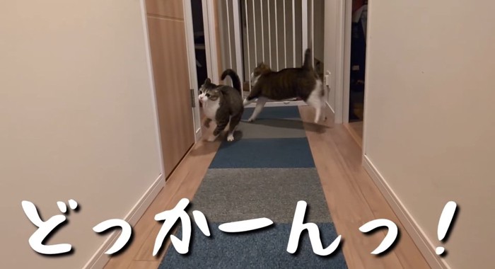 飛び込む猫