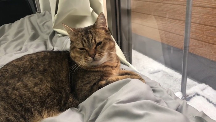 目を細めた表情