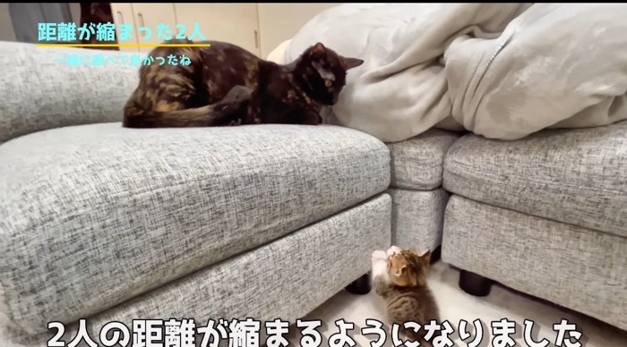 見つめ合う猫