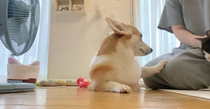 なでられる猫と犬