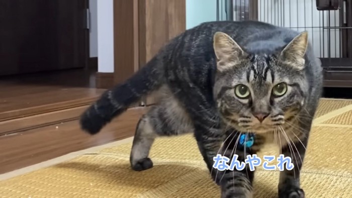 正面を見る縞模様の猫